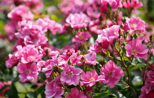 Picture roses, buds, rose Bush