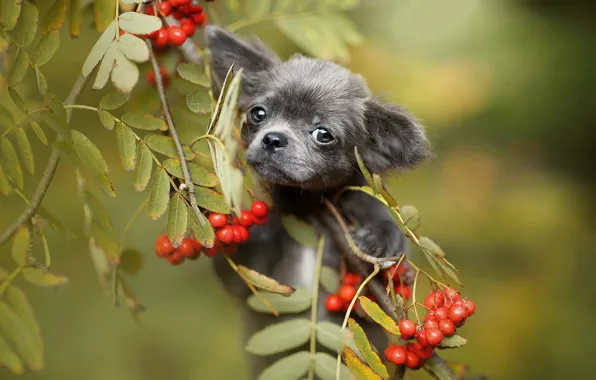 Picture look, leaves, branches, berries, puppy, face, Rowan, bokeh