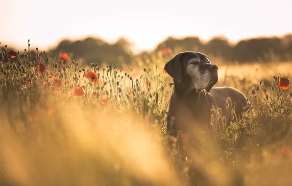 Summer, Maki, dog