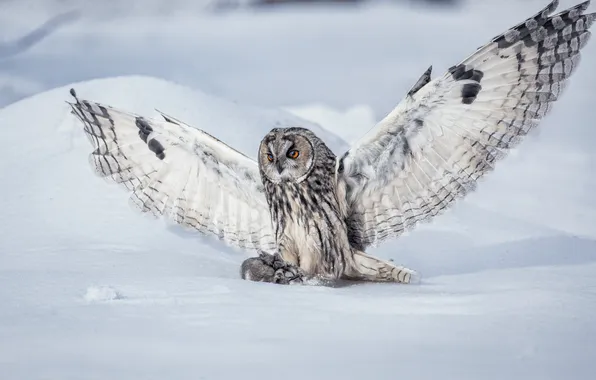 Winter, field, snow, nature, owl, bird, wings, feathers