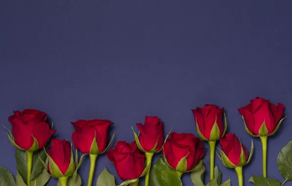 Flowers, red, roses, red, buds, flowers, romantic, roses