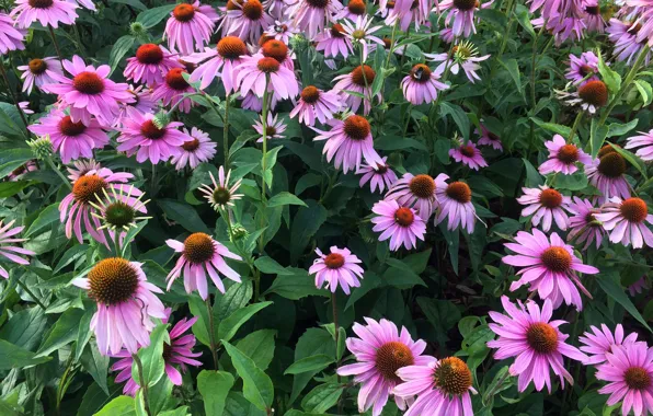 Flowers, Nature, Flower, Plant, Echinacea, Flora