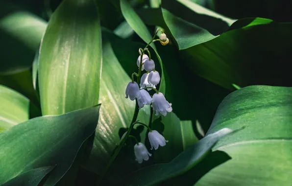 Wallpaper shadow, flowers, light, garden, white, leaves, lilies of the valley, spring