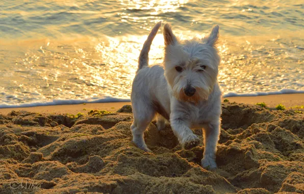 Sea, Dog, Dog, Sea, The West highland white Terrier