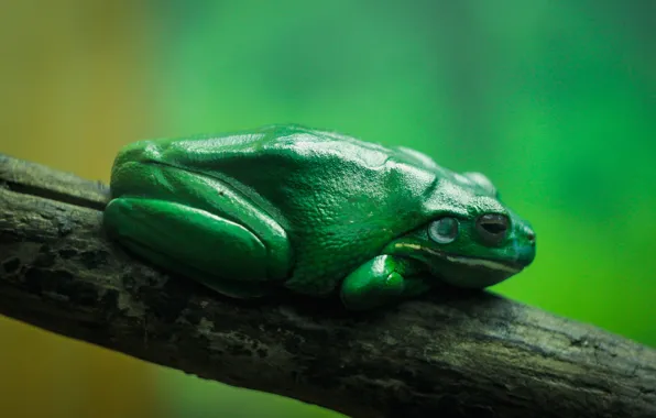 Green, tree, aquarium, branch, toad, frog, zoo