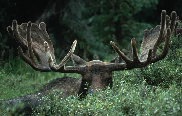 Picture FOREST, GREENS, HORNS, The BUSHES, MOOSE