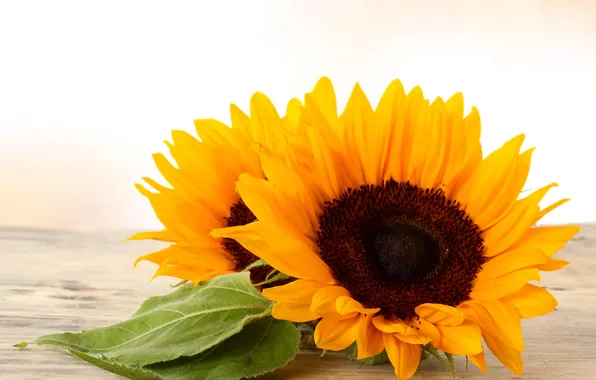 Picture leaves, sunflowers, yellow