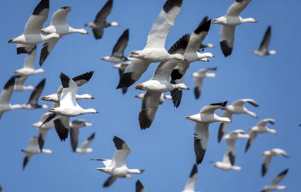 The sky, flight, bird