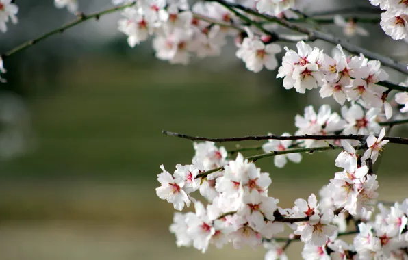 Trees, branches, spring