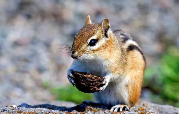 Picture Chipmunk, shell, rodent