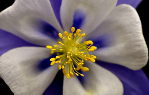 Flower, macro, nature, petals, the catchment, Aquilegia, Columbine