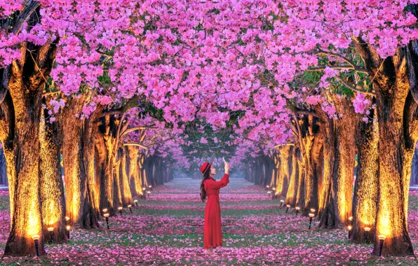 Picture girl, trees, cherry, Park, spring, Japan, Sakura, Japan