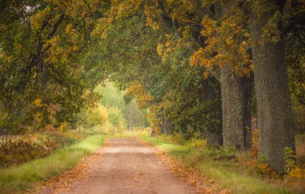 Road, autumn, trees, nature