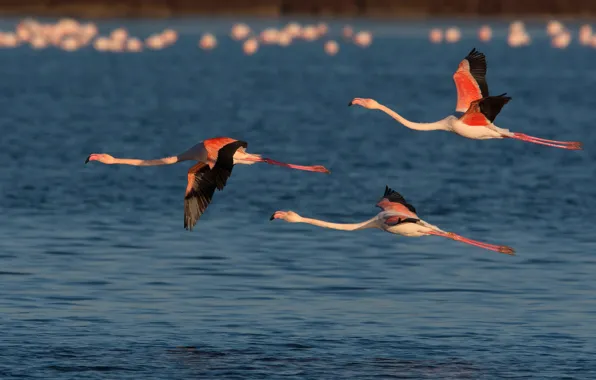 Picture water, birds, flight, trio, Flamingo, Trinity