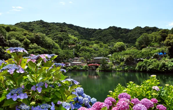 Flowers, the city, lake, hydrangea