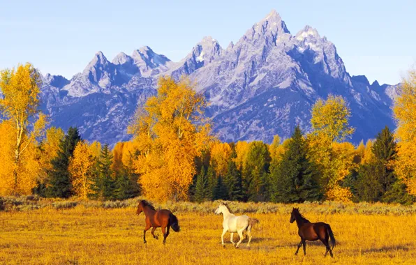 Autumn, freedom, mountains, space, Horses