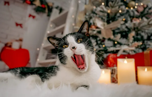 Cat, cat, black and white, Christmas, mouth, New year