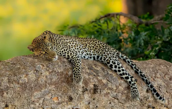 Picture stay, relax, stone, leopard, wild cat