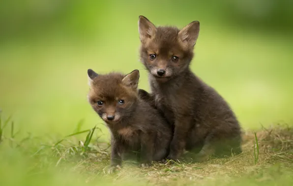 Summer, nature, cubs