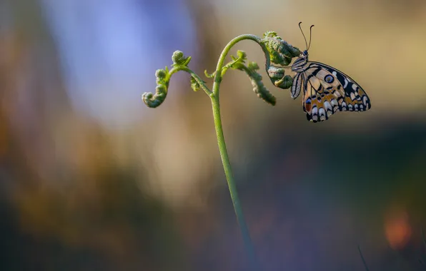 Picture macro, butterfly, insect, Wallpaper from lolita777, radenie