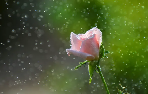 Pollen, pink rose, drops, blur bokeh