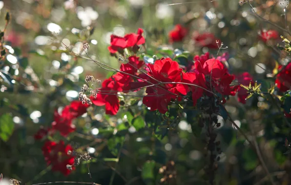Picture summer, flowers, branches, red, roses, buds, rose Bush
