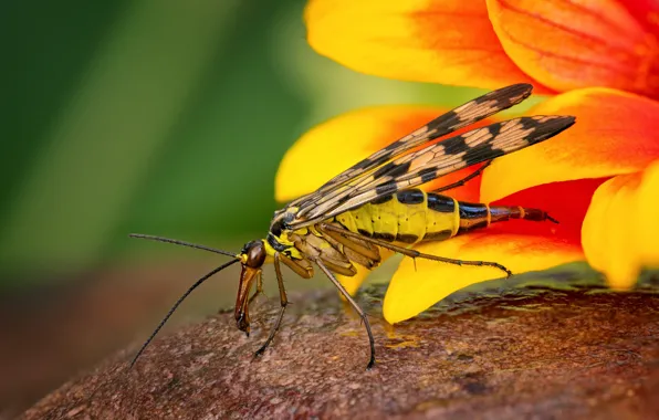 Picture animals, flower, summer, macro, yellow, nature, nasekomoe, Serpionova fly