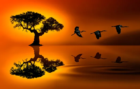 Birds, reflection, tree, SUNSET JOURNEY