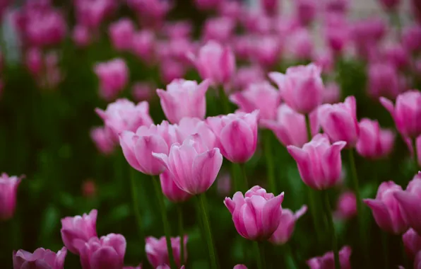 Background, tulips, Petersburg