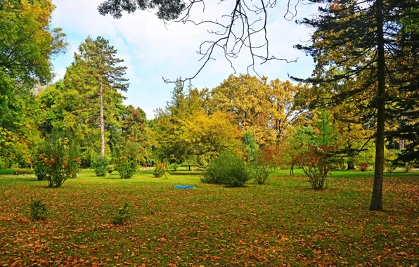 Autumn, leaves, trees, yellow, Park, the bushes, Hungary, Szeged
