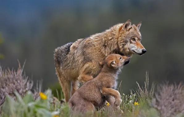 Picture wolf, predator, the cub