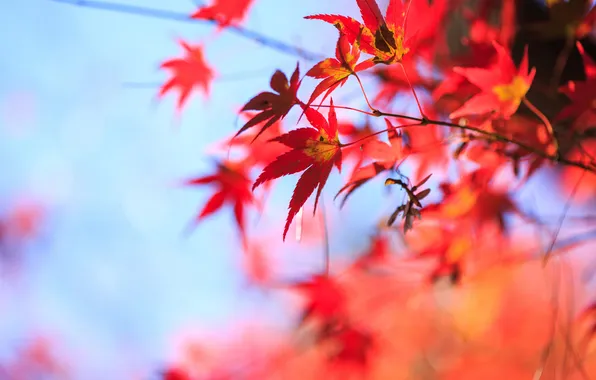 Autumn, the sky, leaves, red, tree, maple, crown