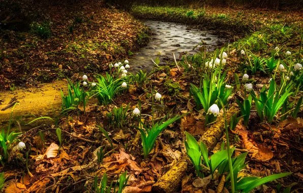 Picture leaves, flowers, stream, spring, lilies of the valley