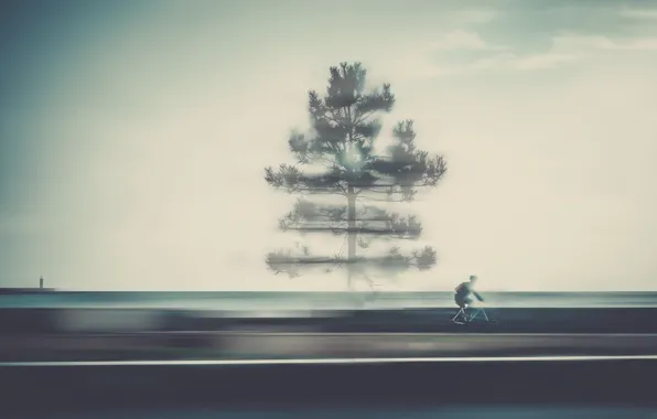 Picture road, tree, cyclist