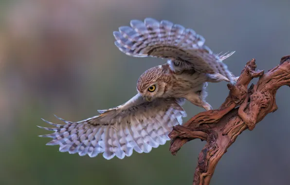Background, owl, bird, wings, snag, The little owl, Evgeny Fruman