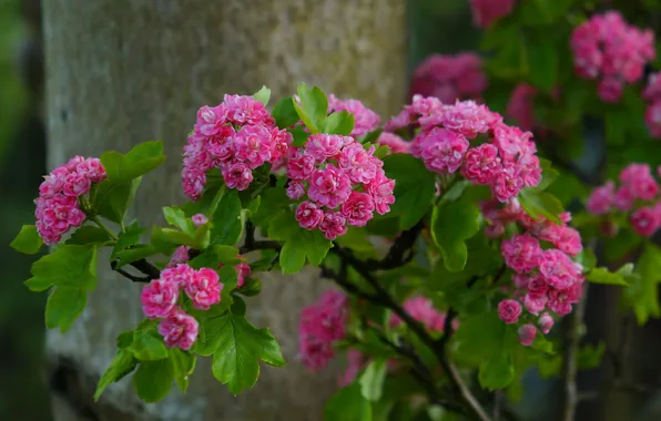 Flower, spring, blooming