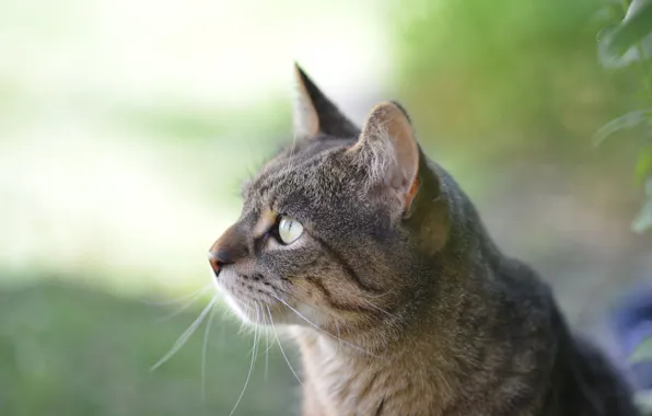 Cat, Profile, Kit Kitten