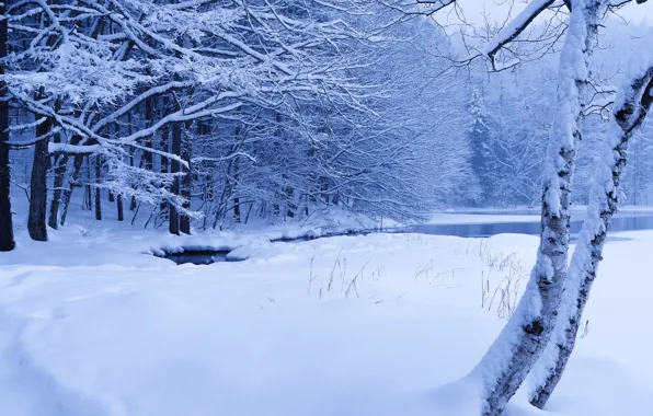 Winter, forest, snow, trees, pond, stream