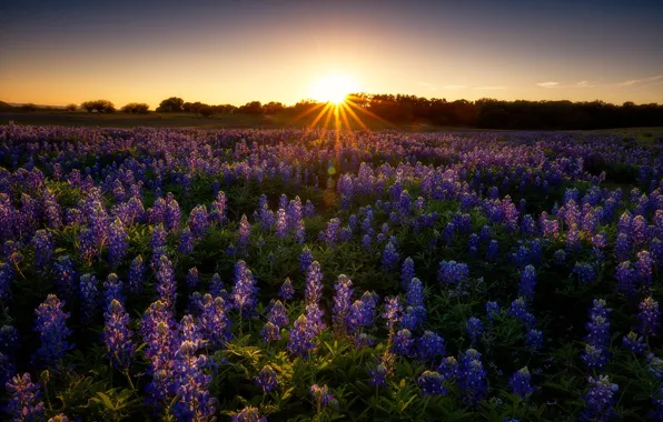 Picture field, summer, sunset, flowers, meadow, lilac, lupins