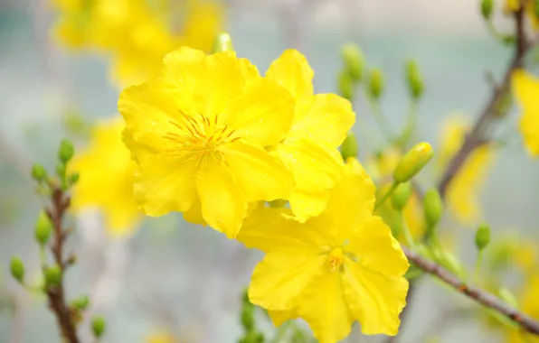 Yellow, blossom, flowers, Macro