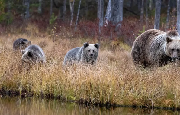 Picture forest, nature, bear, bear, walk, bear