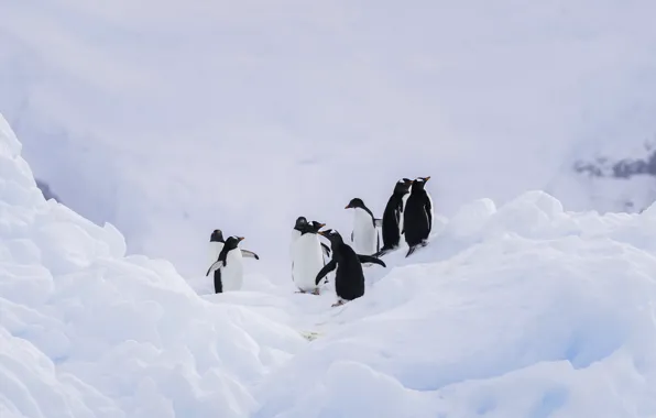 Winter, snow, mountains, birds, nature, hills, ice, pack