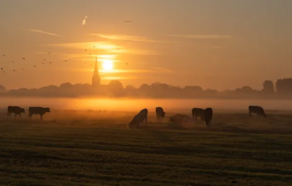 Field, sunset, fog, cows, cattle
