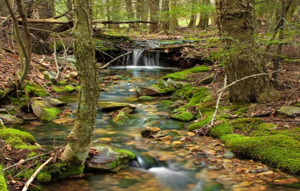 Nature, Trees, River, Forest, Stones, Stream