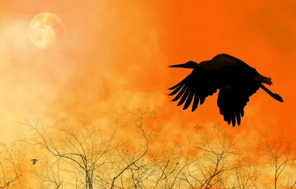 Flight, collage, bird, wings, silhouette