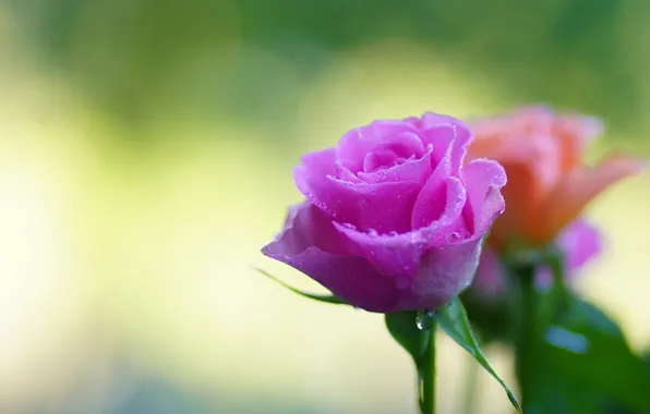 Flower, drops, background, rose, lilac, bokeh