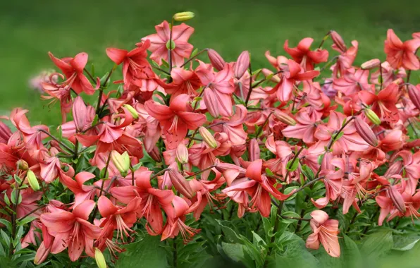 Picture flowers, Lily, flowerbed