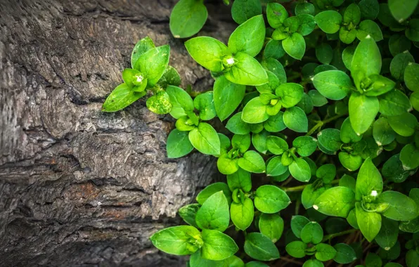 Greens, summer, nature, tree, plants, spring, green, leaves