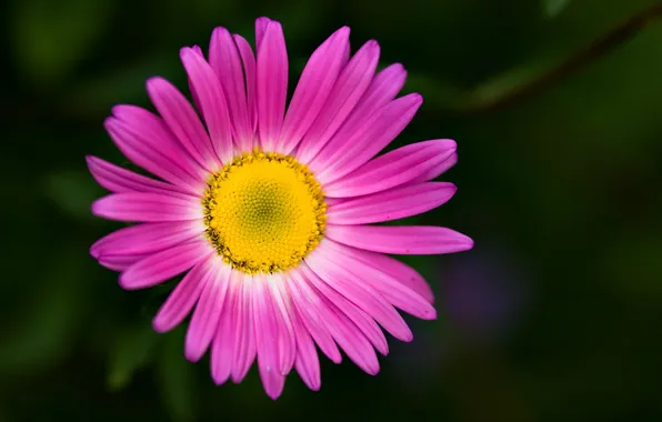 Picture flower, macro, flowers, background, pink, widescreen, Wallpaper, petals