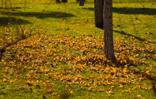 Picture autumn, grass, leaves, branch, shadows, lawn, yellow, trees